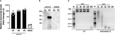 Gene editing in the nematode parasite Nippostrongylus brasiliensis using extracellular vesicles to deliver active Cas9/guide RNA complexes